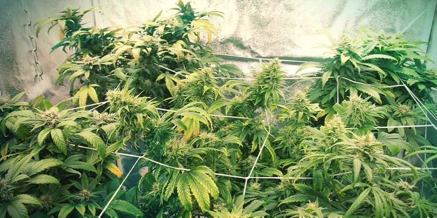 Cómo Tutorar La Marihuana En Espalderas - Cómo cultivar marihuana